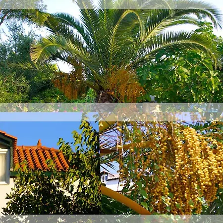 Gerakari Thalassa 킵셀리